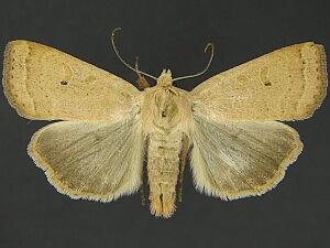 Abagrotis kirkwoodi