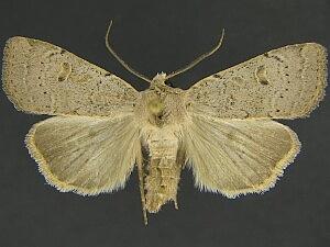 Abagrotis kirkwoodi