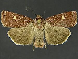 Abagrotis rubricundis