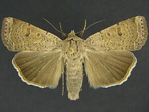 Abagrotis denticulata