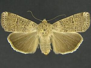 Abagrotis denticulata