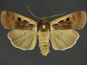 Parabagrotis sulinaris