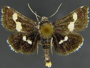 Microhelia angelica