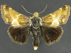 Schinia scarletina