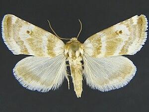 Schinia velaris