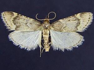 Aglossa cacamica