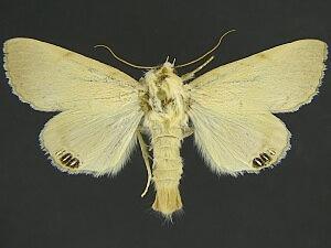 Litoprosopus coachella