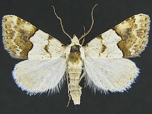 Euaontia clarki