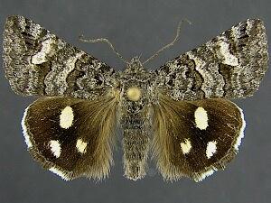 Litocala sexsignata