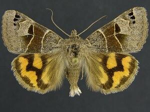 Drasteria edwardsii