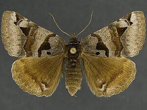 Euclidia ardita