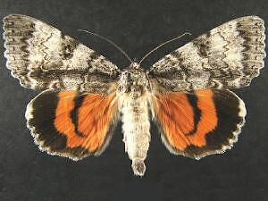 Catocala semirelicta