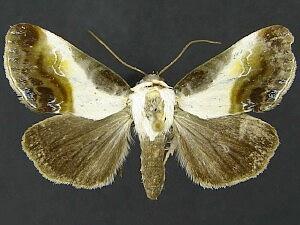 Acontia jaliscana