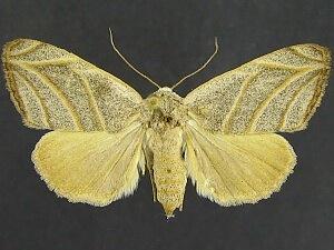 Bagisara laverna