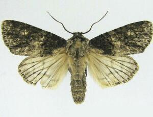 Acronicta nigrosuffusa