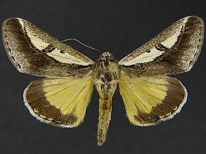 Euscirrhopterus poeyi