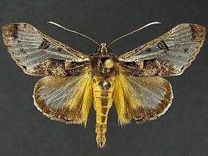 Euscirrhopterus poeyi