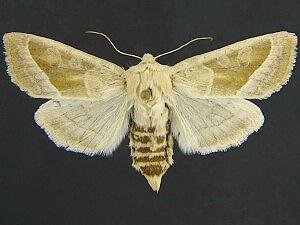 Hydraecia obliqua