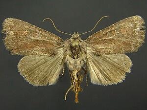 Aseptis ferruginea