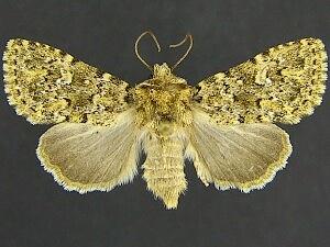 Properigea perolivalis