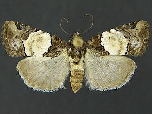 Bryolymnia biformata