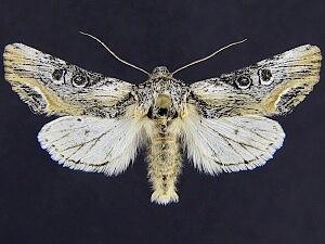 Walterella ocellata