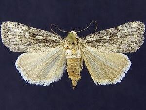 Fotella notalis