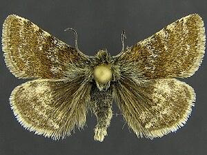 Axenus arvalis