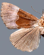 Hypena appalachiensis