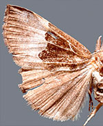 Hypena appalachiensis