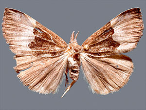 Hypena appalachiensis