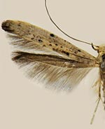 Caloptilia alnivorella