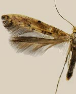 Caloptilia alnivorella