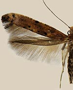 Caloptilia alnivorella