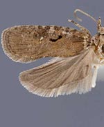 Agonopterix hyperella