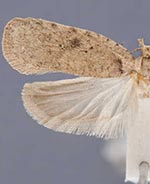 Agonopterix clarkei