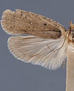 Agonopterix nigrinotella