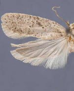 Agonopterix dammersi