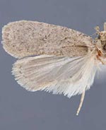 Agonopterix cajonensis