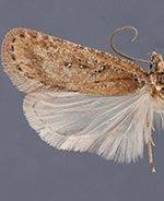 Agonopterix rosaciliella