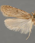 Agonopterix rosaciliella