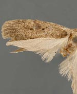 Agonopterix senicionella