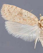 Agonopterix cratia