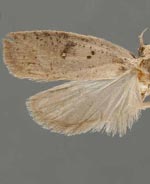 Agonopterix sanguinella