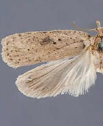 Agonopterix amissella