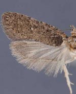 Agonopterix hesphoea