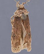 Agonopterix amyrisella