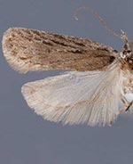 Depressaria palousella