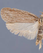 Apachea barberella