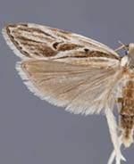 Eupragia hospita